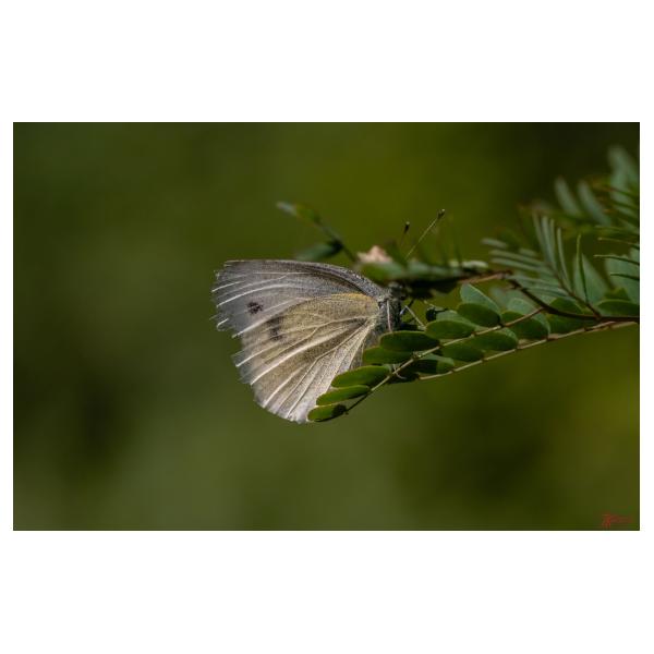 PHOTO84, CLUB, 84 , LUBERON